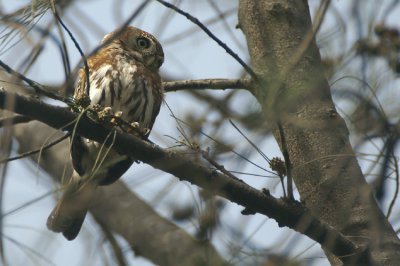 Pearl-spotted Owlet