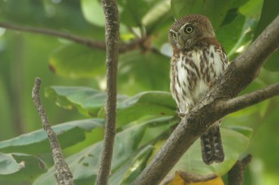 Pearl-spotted Owlet