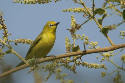 African Yellow White-eye