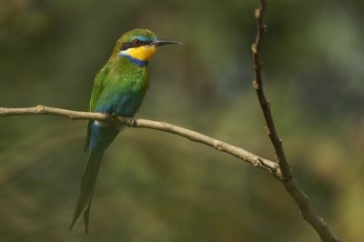 Swallow-tailed Bee-Eater