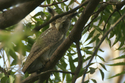 Northern White-faced Owl