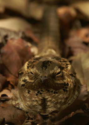 Long-tailed Nightjar