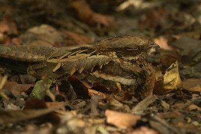 Long-tailed Nightjar