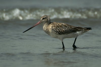 Bar-tailed Godwit