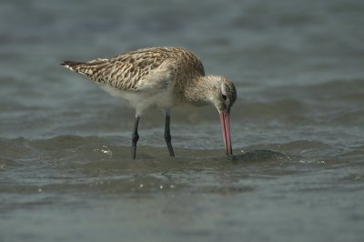 Bar-tailed Godwit