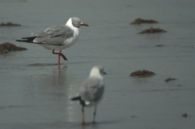 Grey-headed Gull