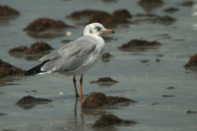 Grey-headed Gull