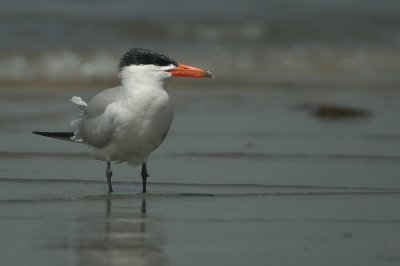 Caspian Tern