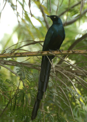 Long-tailed Glossy-Starling