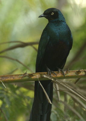 Long-tailed Glossy-Starling