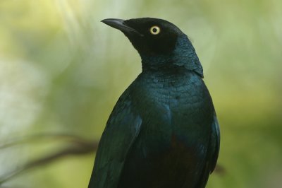 Long-tailed Glossy-Starling