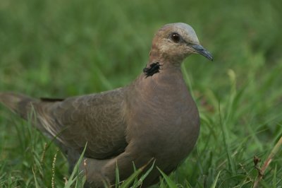 01879 - Vinaceous Dove - Streptopelia vinacea