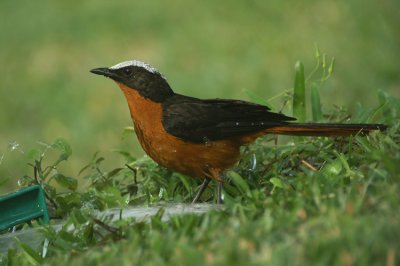 08815 - White-crowned Robin-Chat - Cossypha albicapillus