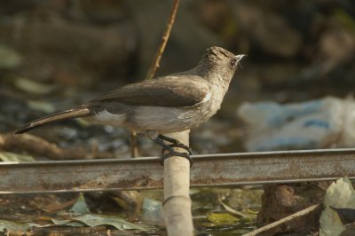 Common Bulbul