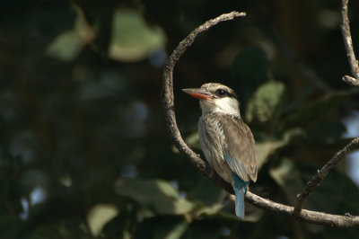 03249 - Striped Kingfisher - Halcyon chelicuti