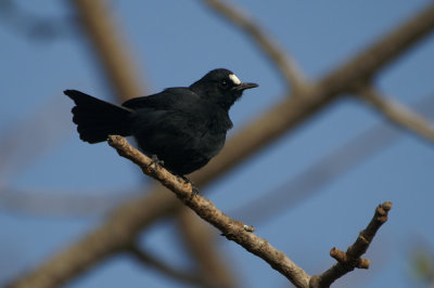 White-fronted Black-Chat