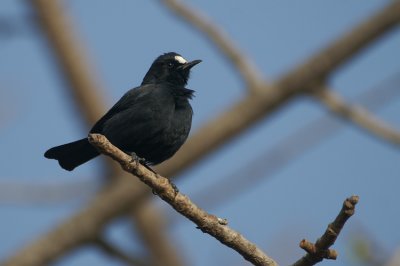 White-fronted Black-Chat