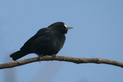 White-fronted Black-Chat