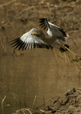 African Wattled Lapwing