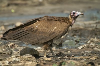 00971 - Hooded Vulture - Necrosyrtes monachus