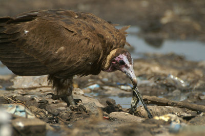 Hooded Vulture