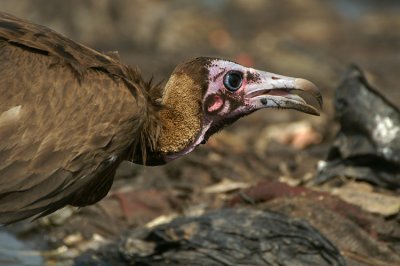 Hooded Vulture