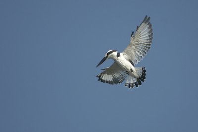 Pied Kingfisher