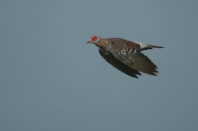 01816 - Speckled Pigeon - Columba guinea