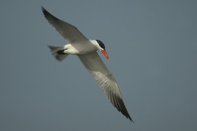 Caspian Tern