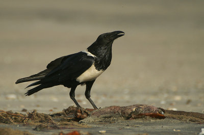 06759 - Pied Crow - Corvus albus