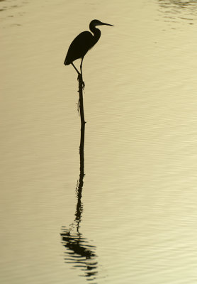 Western Reef Heron