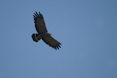 African Harrier-Hawk