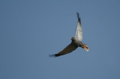 Dark Chanting-Goshawk