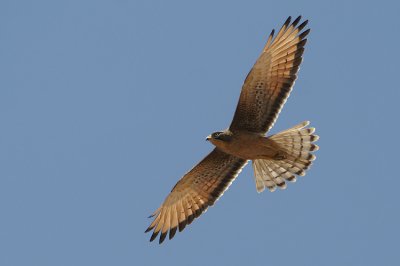 Grasshopper Buzzard