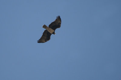 01020 - Martial Eagle - Polemaetus bellicosus