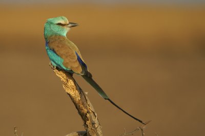 Abyssinian Roller