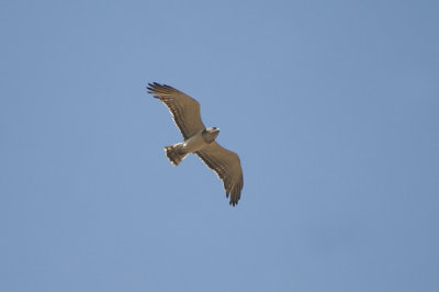 Beaudouin's Snake-eagle