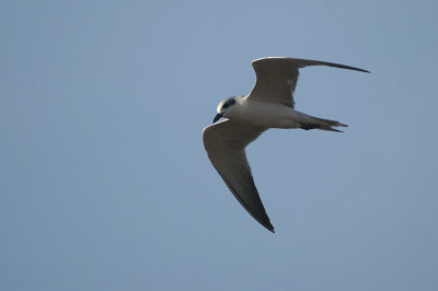 Gull-billed Tern