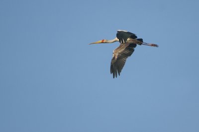 00736 - Yellow-billed Stork - Mycteria ibis