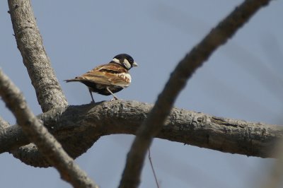 06984 - Chestnut-backed Sparrow-Lark - Eremopterix leucotis