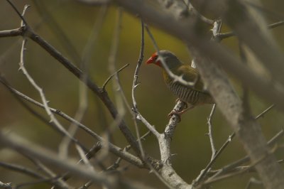 Green-winged Pytilia