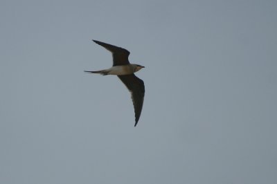 Collared Pratincole