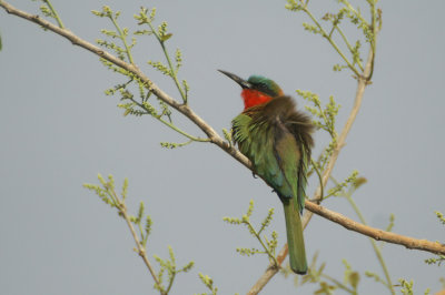 03338 - Red-throated Bee-eater - Merops bulocki