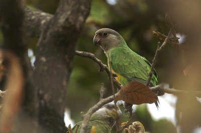 04156 - Senegal Parrot - Poicephalus senegalus