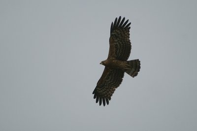 African Harrier-Hawk