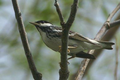 09883 - Blackpoll Warbler - Setophaga striata