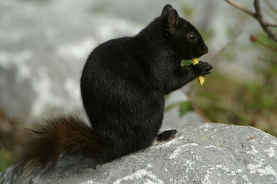 Eastern Grey (black) Squirrel
