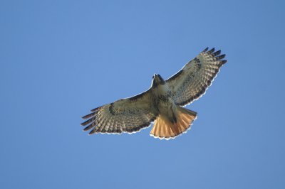 01179 - Red-tailed Hawk - Buteo jamaicensis