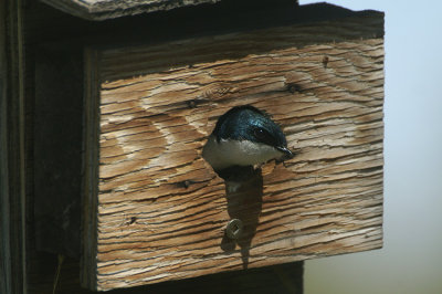 07229 - Tree Swallow - Tachycineta bicolor