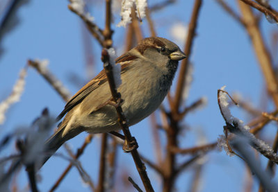 09221 - House Sparrow - Passer domesticus
